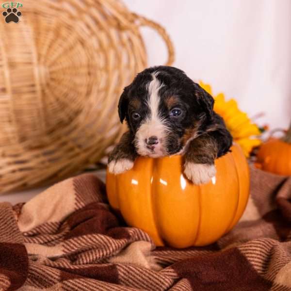 Gena, Bernedoodle Puppy